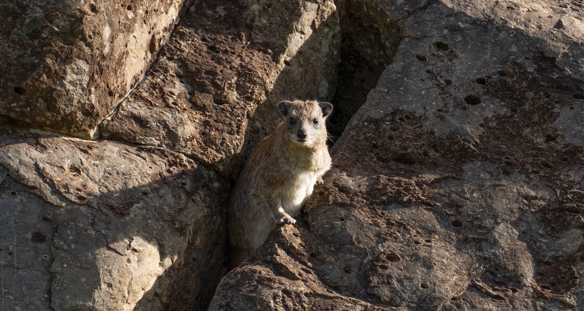 Rock hyrax sitting on a rock